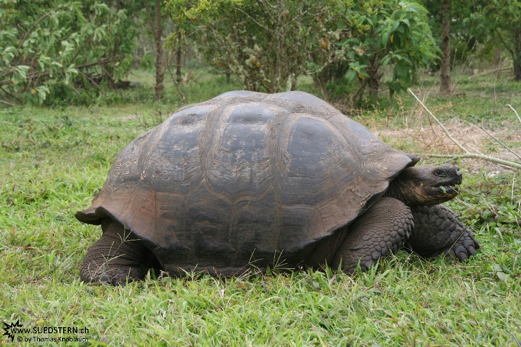 Turtoise - Galapagos 2010 -IMG 6089